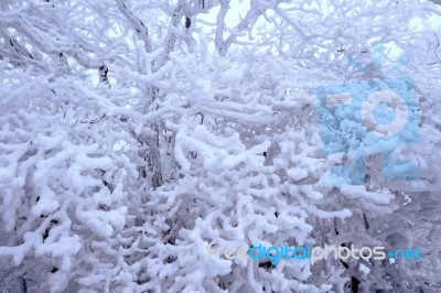 Trees Is Covered By Snow In Winter Stock Photo