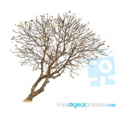 Trees Isolated On White Background Stock Photo