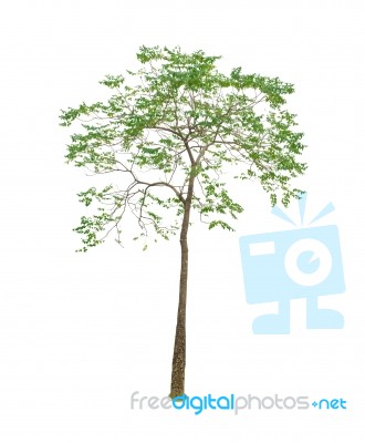 Trees Isolated On White Background Stock Photo