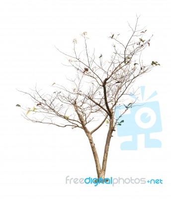 Trees Isolated On White Background Stock Photo