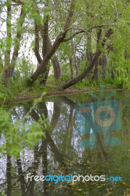 Trees Near The Lake And River Stock Photo