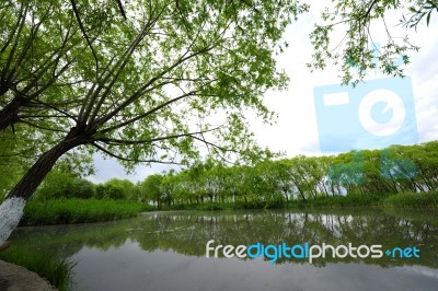 Trees Near The Lake And River Stock Photo