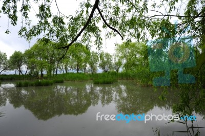 Trees Near The Lake And River Stock Photo