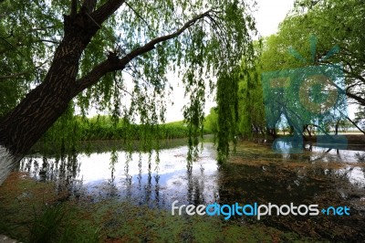 Trees Near The Lake And River Stock Photo