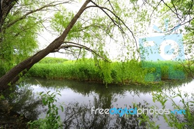 Trees Near The Lake And River Stock Photo