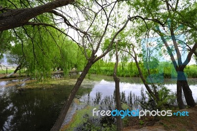 Trees Near The Lake And River Stock Photo