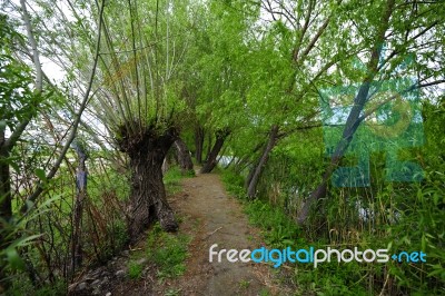 Trees Near The Lake And River Stock Photo