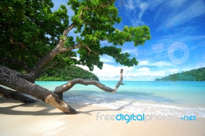 Trees On Beach Stock Photo