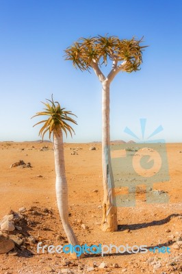 Trees On The Desert In South Africa Stock Photo