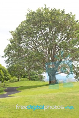 Trees On The Golf Course Stock Photo