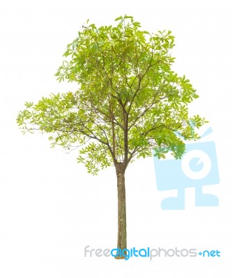 Trees On White Background Isolated Stock Photo