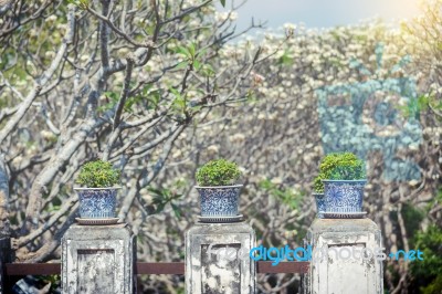 Trees Pot On Side Way Walk Of Phra Nakhon Khiri Historical Park Stock Photo