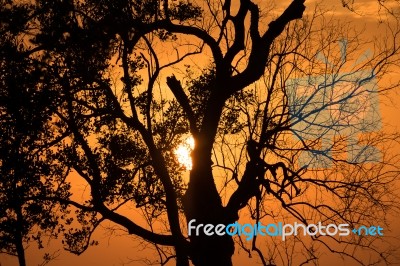 Trees Silhouette Sunset Stock Photo