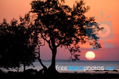 Trees Silhouette Sunset Stock Photo