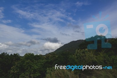 Trees With Big Hill In The Background Stock Photo