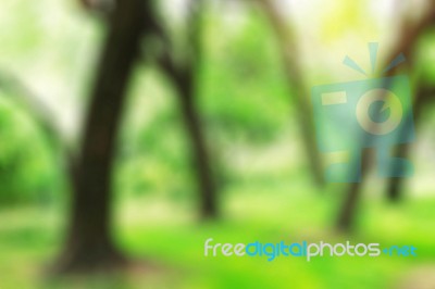 Trees With Blurred Images Stock Photo