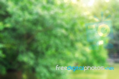 Trees With Blurred Images Stock Photo