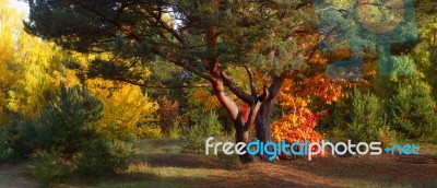 Trees With Color Leaves On A Sunny Day Stock Photo