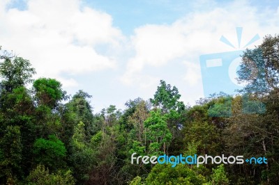 Trees With Daytime Skies Stock Photo