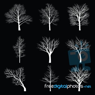 Trees With Dead Branch Stock Image