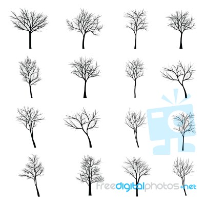 Trees With Dead Branch Stock Image