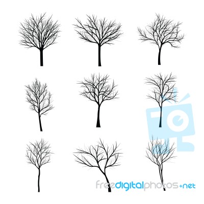 Trees With Dead Branch Stock Image