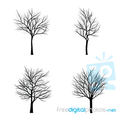 Trees With Dead Branch Stock Image