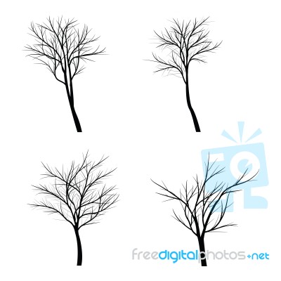 Trees With Dead Branch Stock Image