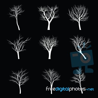 Trees With Dead Branch Stock Image