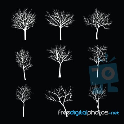 Trees With Dead Branch Stock Image