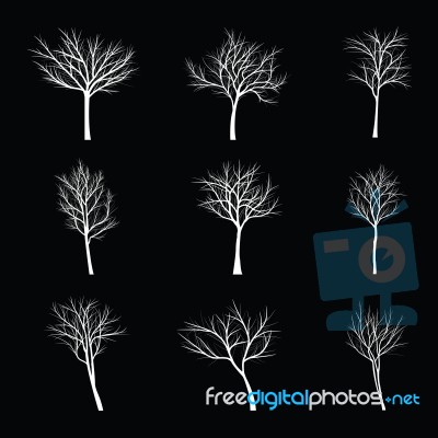 Trees With Dead Branch Stock Image