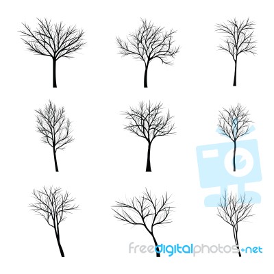 Trees With Dead Branch Stock Image