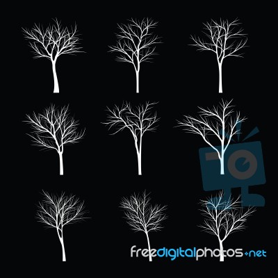 Trees With Dead Branch Stock Image