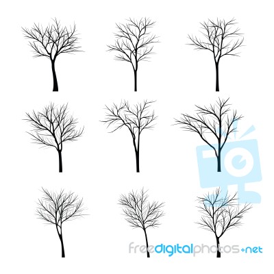 Trees With Dead Branch Stock Image