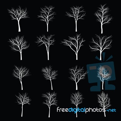 Trees With Dead Branch Stock Image