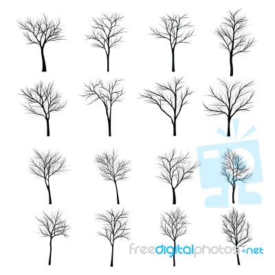 Trees With Dead Branch Stock Image