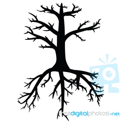 Trees With Dead Branch Stock Image