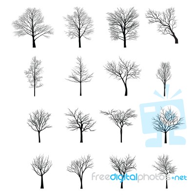 Trees With Dead Branch Stock Image