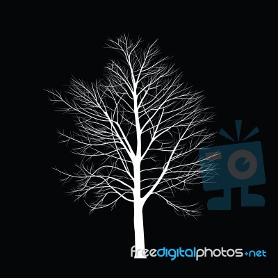 Trees With Dead Branch Stock Image