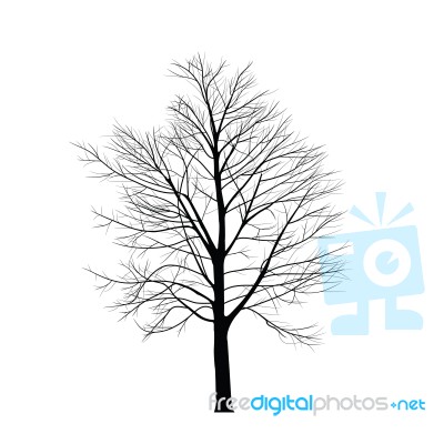 Trees With Dead Branch Stock Image