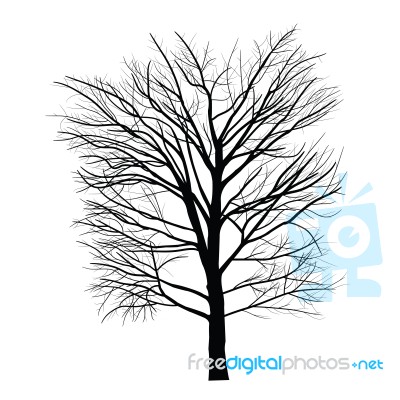 Trees With Dead Branch Stock Image