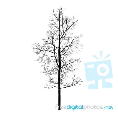 Trees With Dead Branch Stock Image