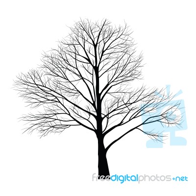 Trees With Dead Branch Stock Image