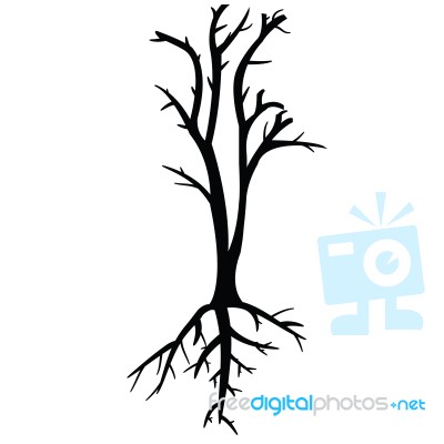 Trees With Dead Branch Stock Image