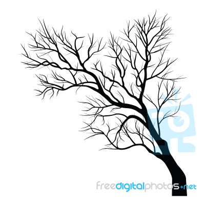 Trees With Dead Branch Stock Image