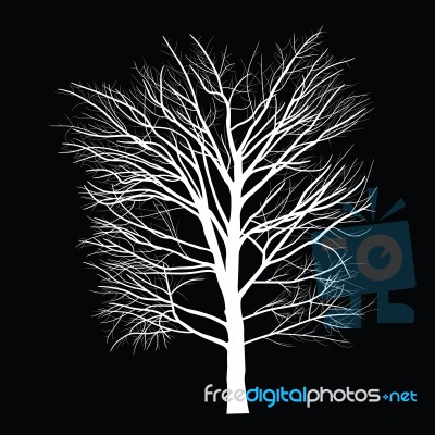 Trees With Dead Branch Stock Image