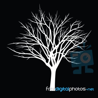 Trees With Dead Branch Stock Image