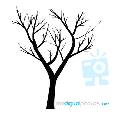 Trees With Dead Branch Stock Image