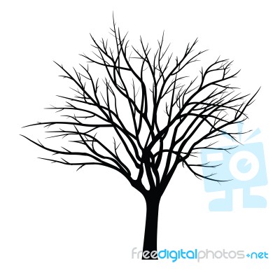 Trees With Dead Branch Stock Image