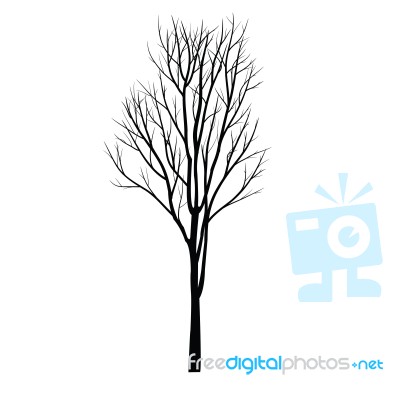 Trees With Dead Branch Stock Image